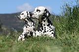 DALMATIEN 039